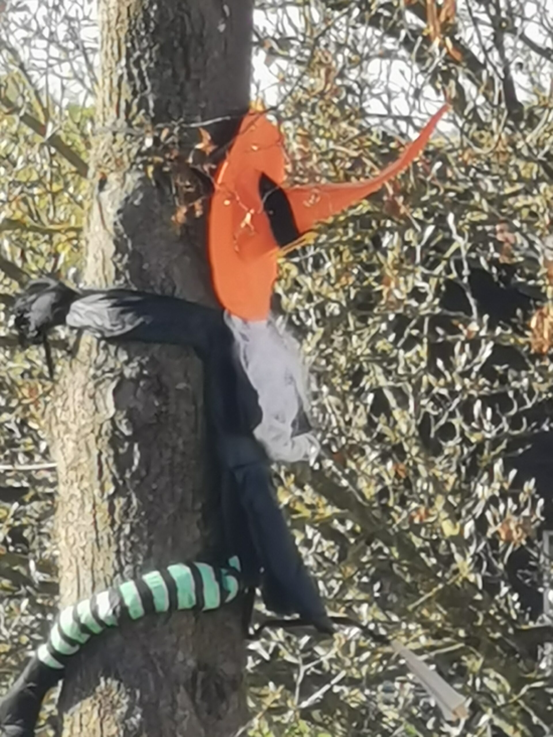Baum mit Puppe einer Hexe die dagegen geflogen ist