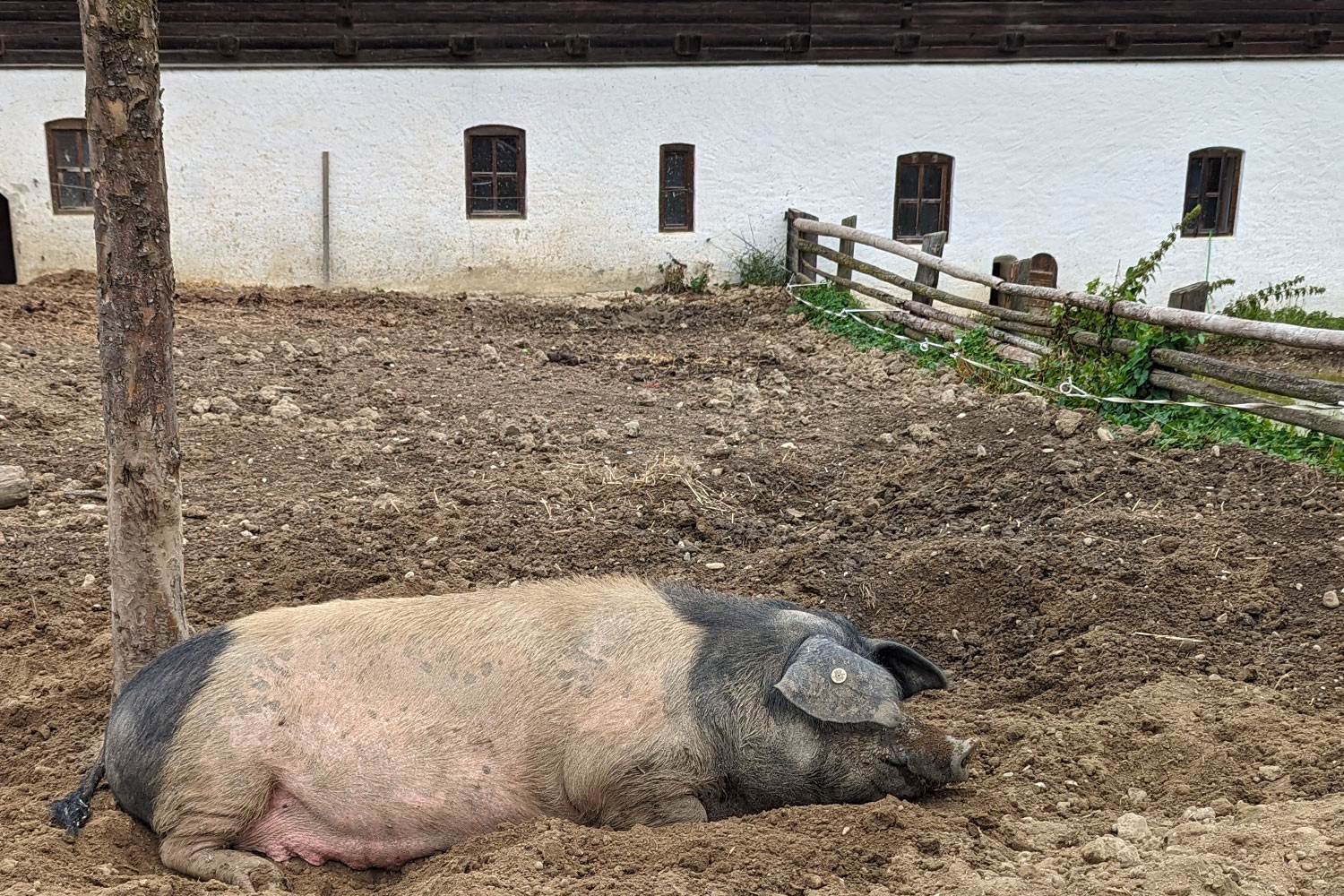 ein Schwein liegt in der Erde, es ist am Kopf und am Hinterteil schwarz, die Mitte ist rosa