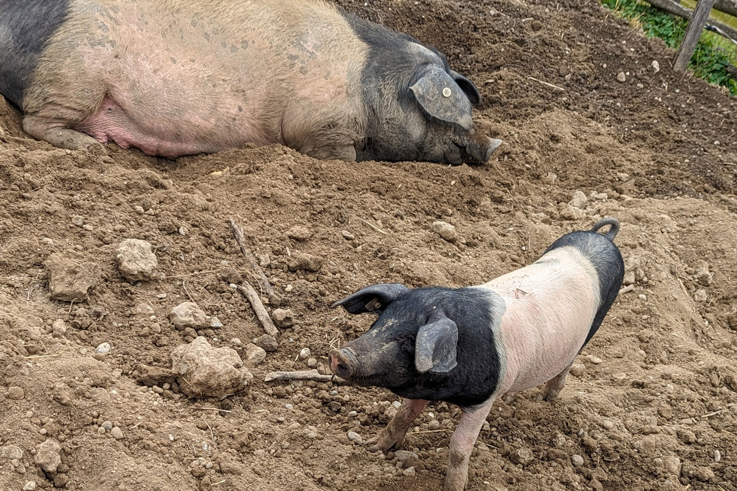 Schweine liegen in der Erde
