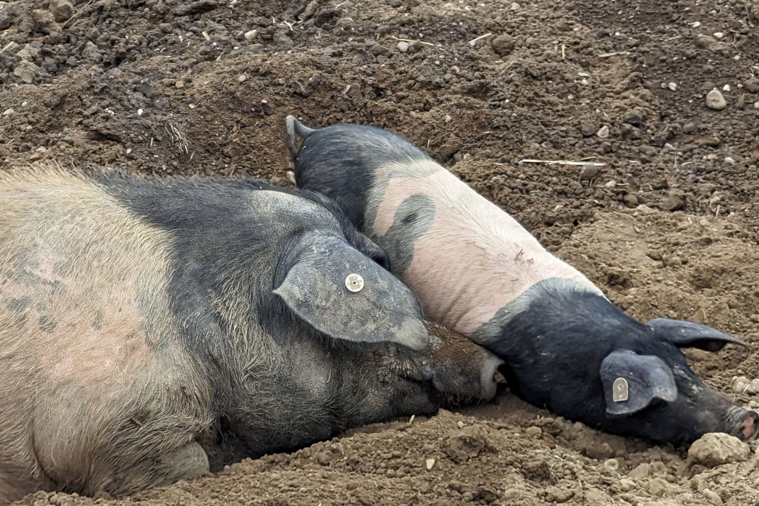 Schweine liegen in der Erde