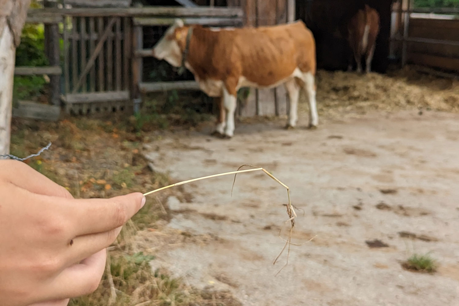 eine männliche Hand hält Stroh in der Hand und eine Kuh steht im Hintergrund