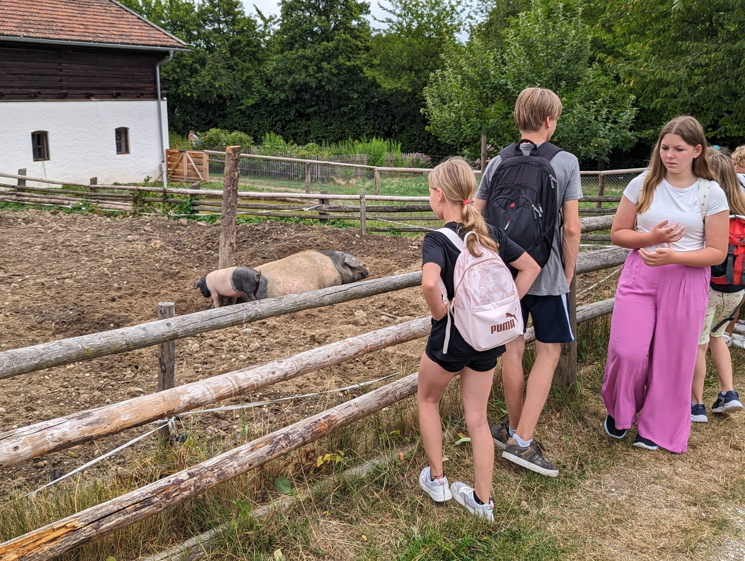 Schweine liegen in der Erde, Schüler stehen an einem Zaun und sehen auf die Schweine