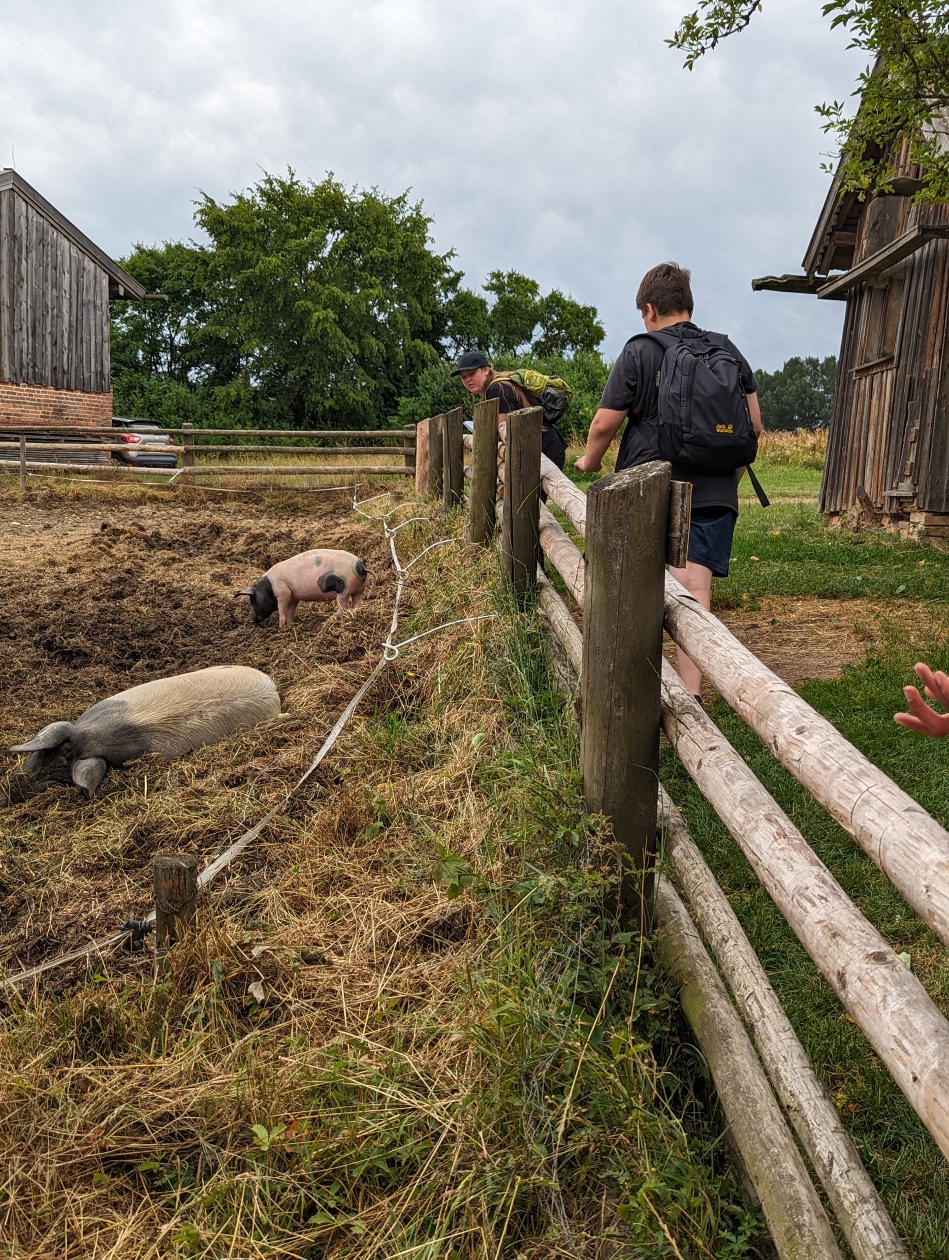 Schweine liegen in der Erde, Schüler stehen an einem Zaun und sehen auf die Schweine